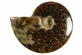 Polished Ammonite (Cleoniceras) Fossil - Madagascar #344302-1